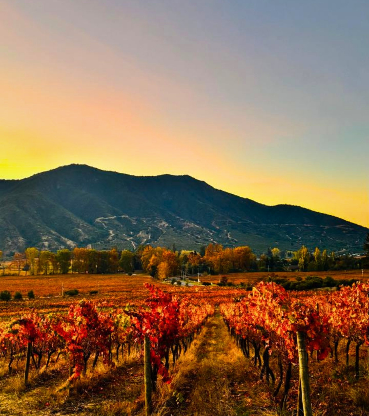 d3-wines-vinos-colchagua-chile-1
