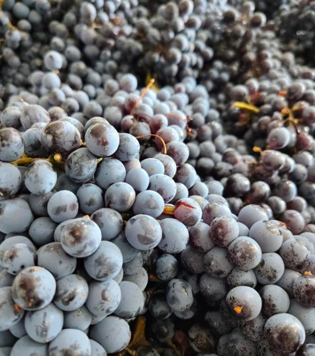 d3-wines-vinos-colchagua-chile-11