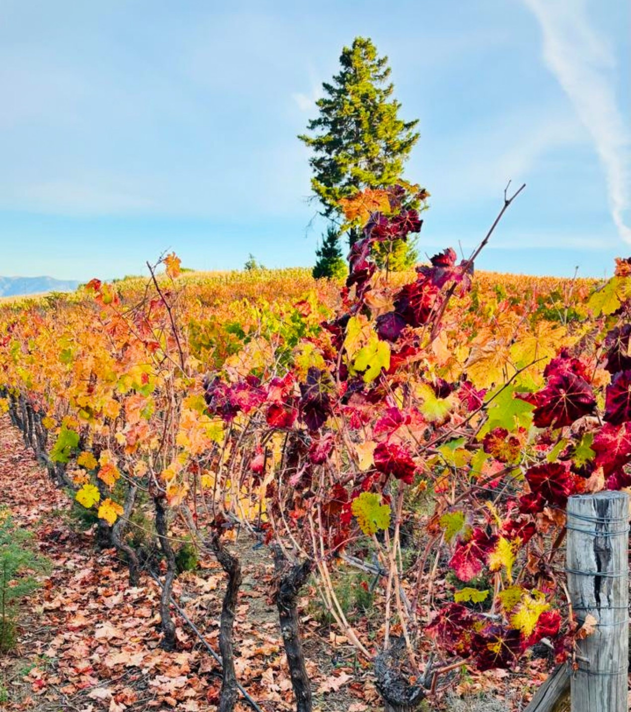 d3-wines-vinos-colchagua-chile-12