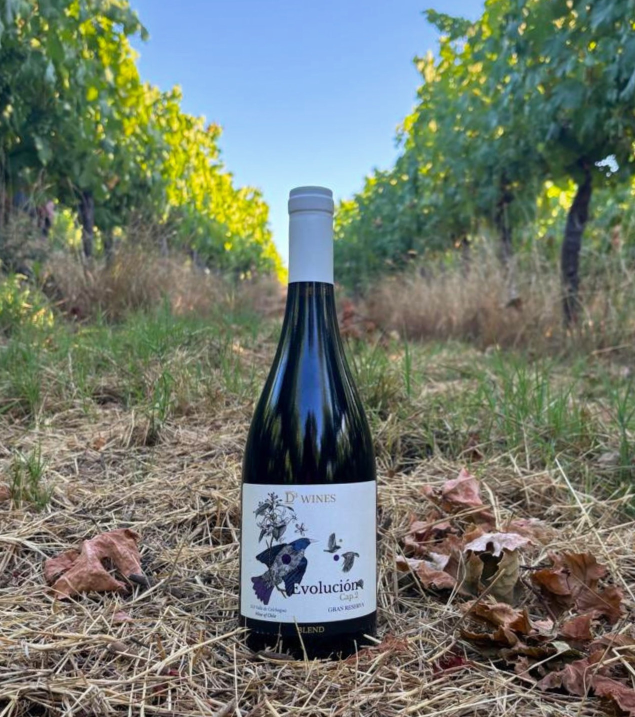 d3-wines-vinos-colchagua-chile-2