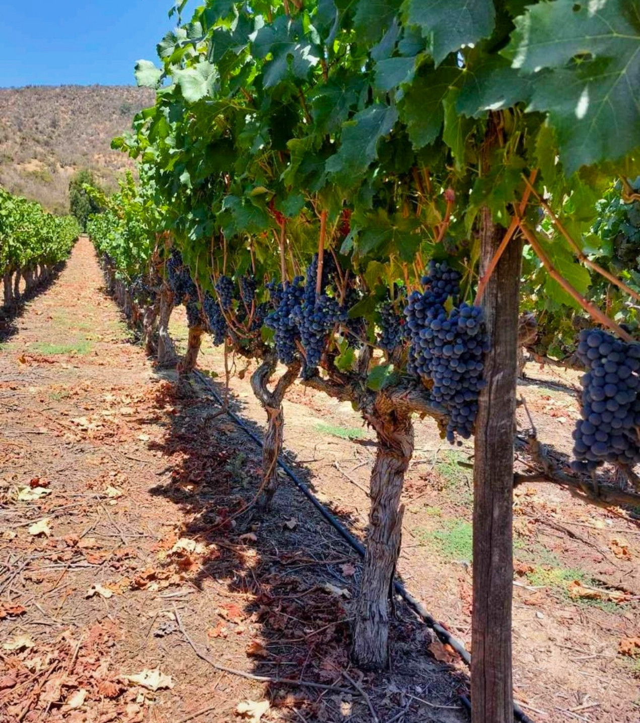 d3-wines-vinos-colchagua-chile-3
