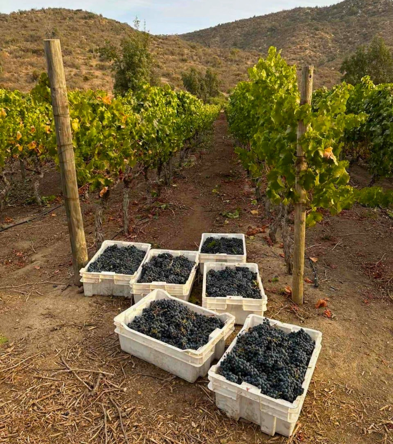 d3-wines-vinos-colchagua-chile-4