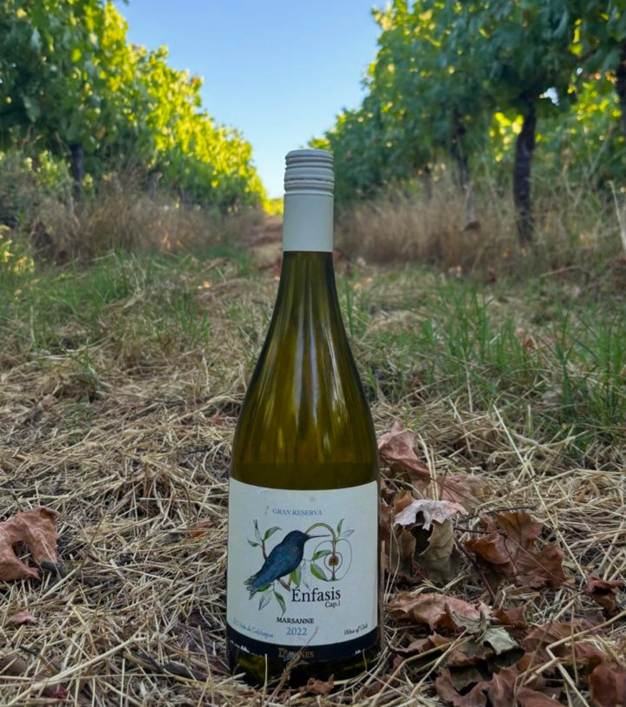 d3-wines-vinos-colchagua-chile-5