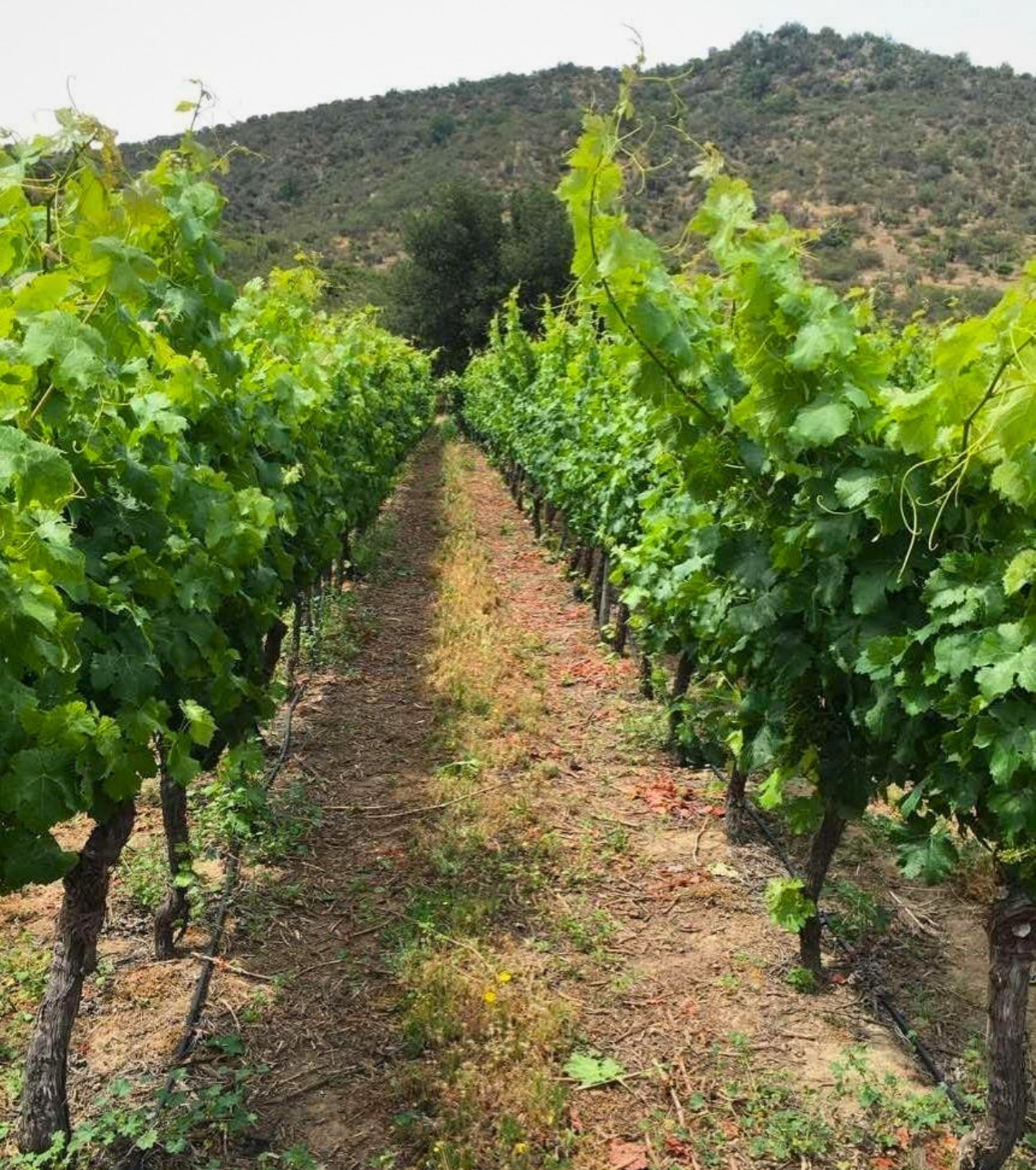 d3-wines-vinos-colchagua-chile-6
