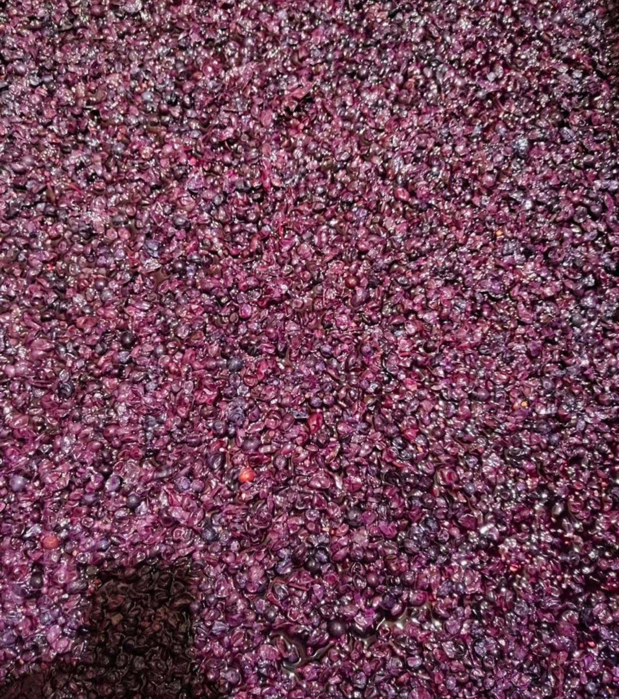d3-wines-vinos-colchagua-chile-8