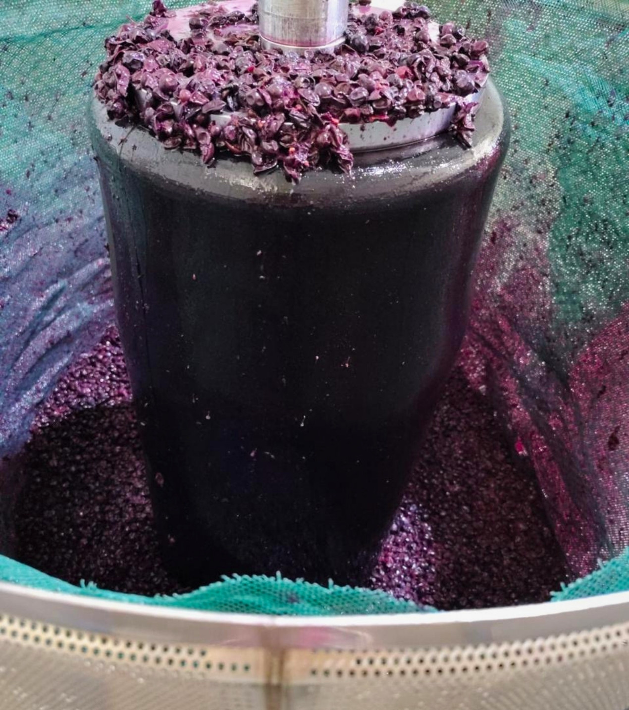d3-wines-vinos-colchagua-chile-9